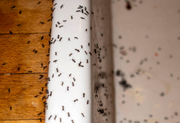 Best Best Pest Control Companies  in Fort Morgan, CO
